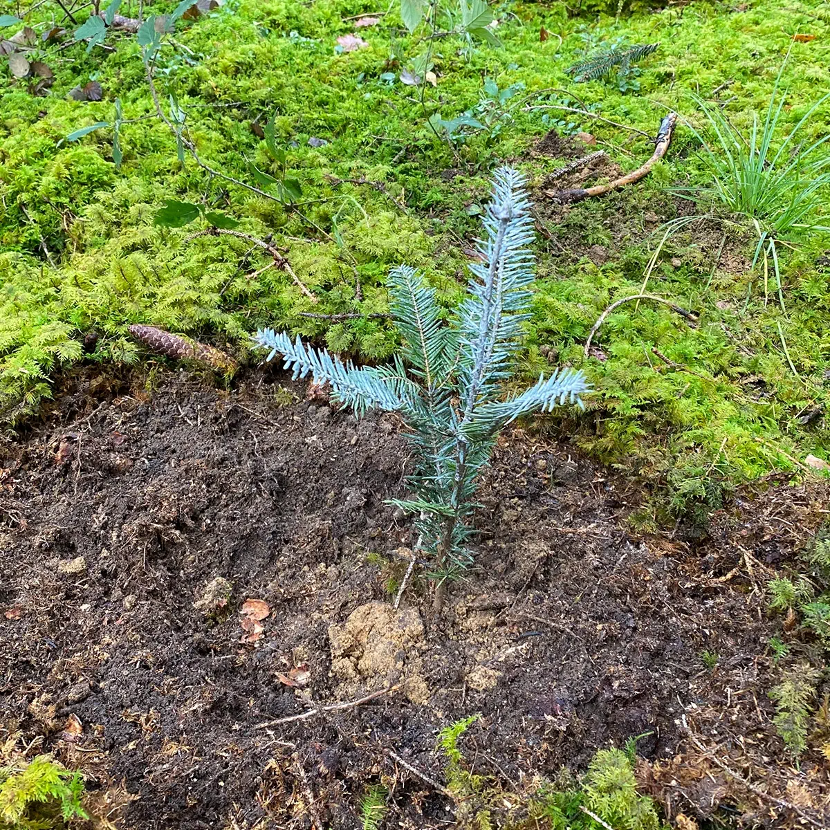 Dr. Spiller Nachhaltigkeit Baumpflanzung