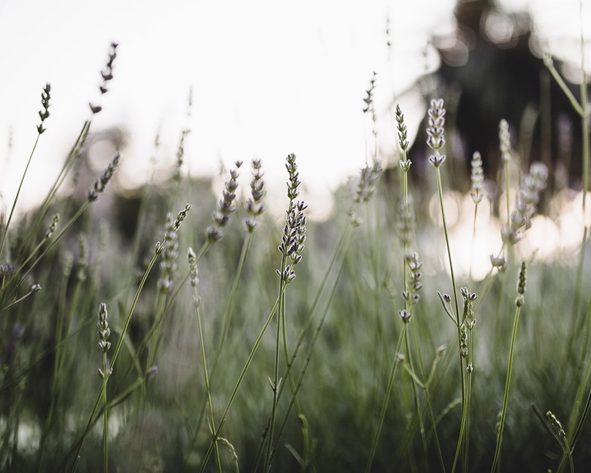 Plant field in summer