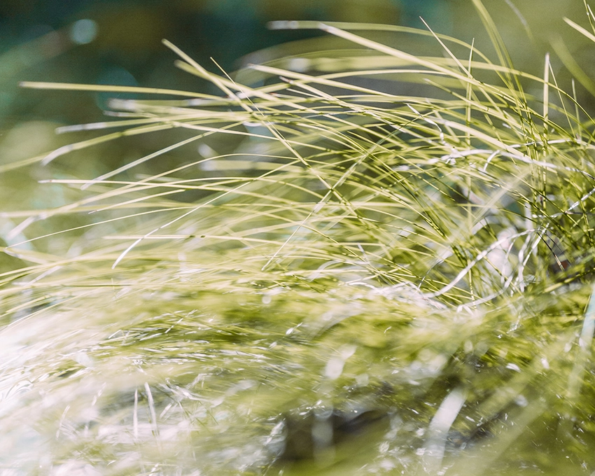 Fine blades of grass in nature