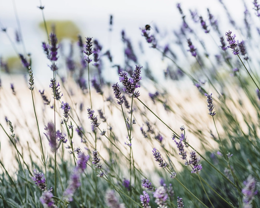 Close-up of purple plants in the field in nature