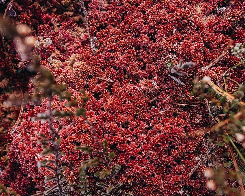 Close-up of red peat moss on a bog floor