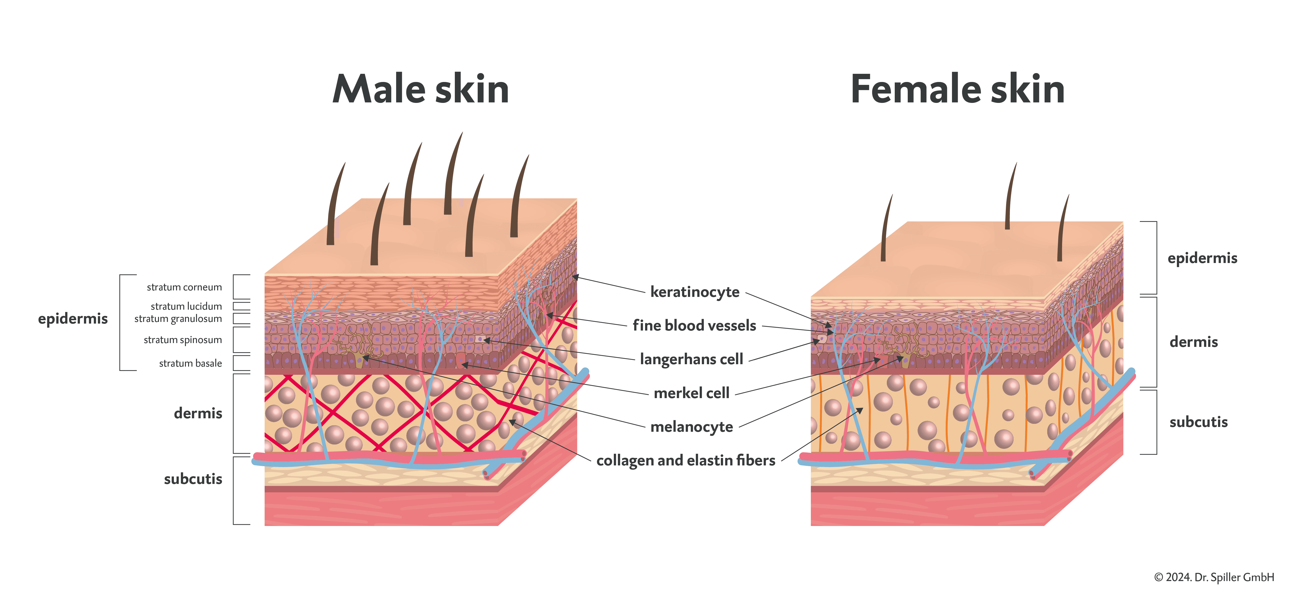 Illustration skin difference man and woman