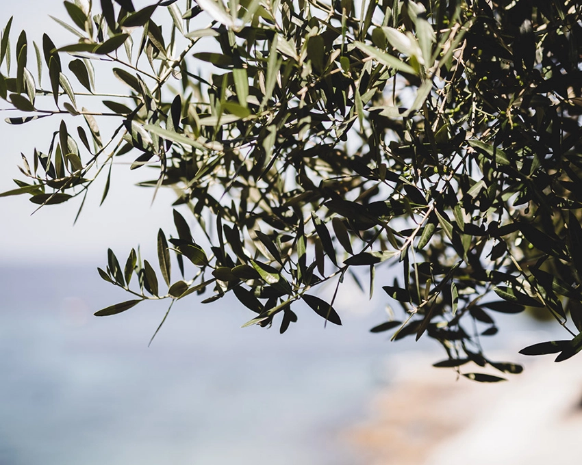 Olive branches with green leaves in natural light