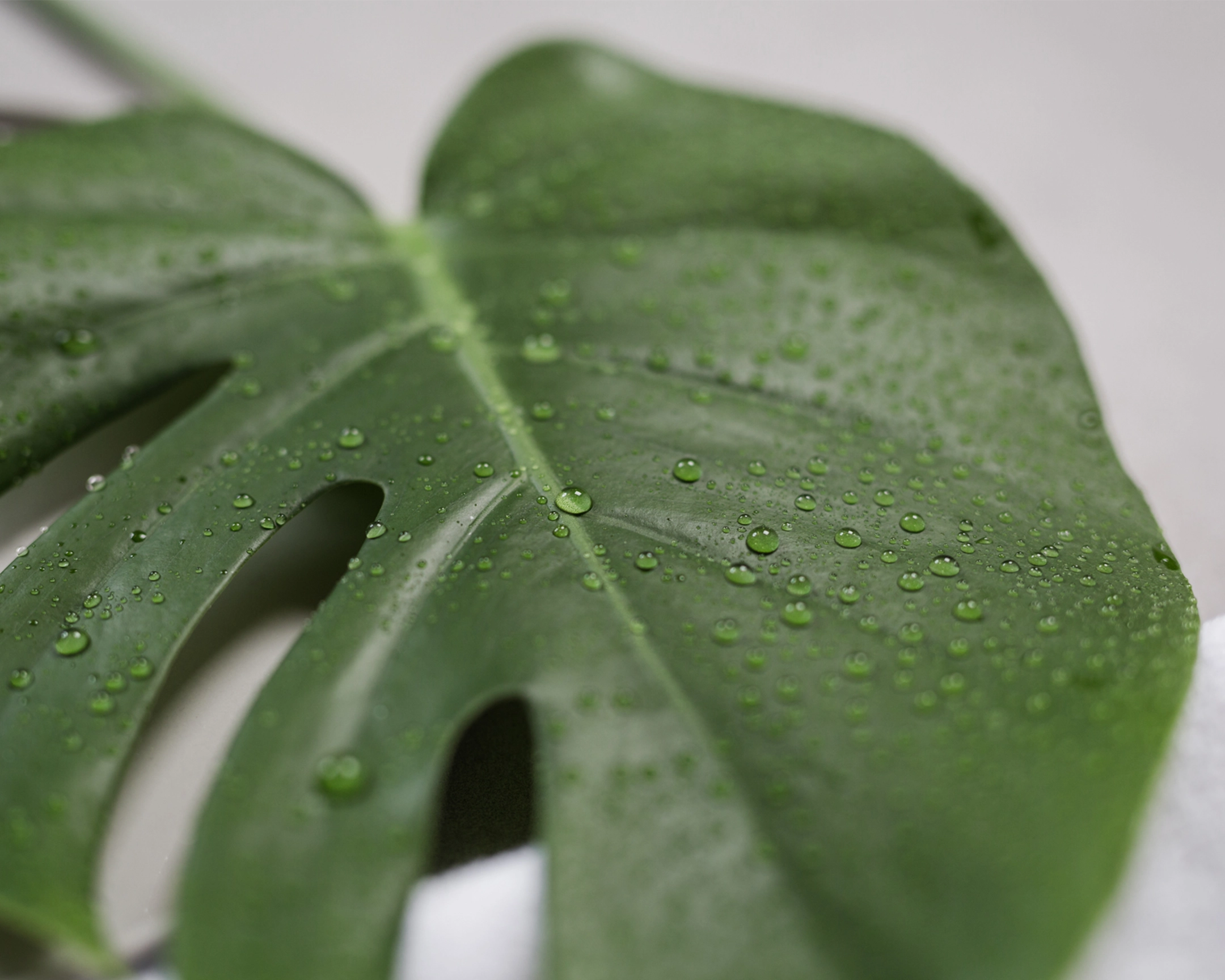 Large Monstera leaf with water droplets
